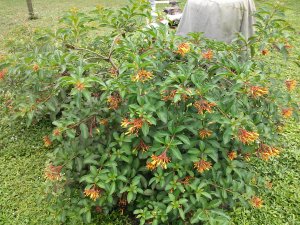 Firebush Hamelia patens