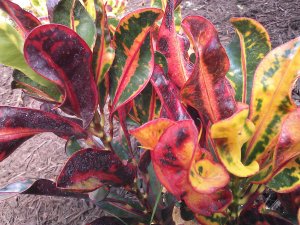 Crotons for Winter Color