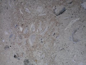 Shell & Concrete Stepping Stone For Path to mailbox