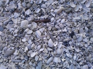 Shell for surface of driveway