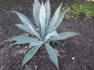 Blue Agave