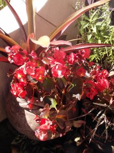 Begonias and Bromeliads