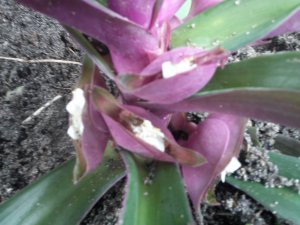 Flowers of Oyster Plant