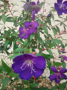 The Glory of the Princess Flower