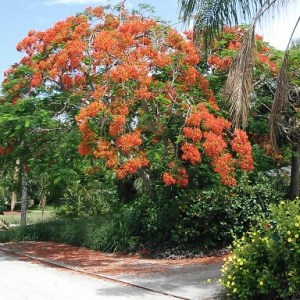 The Flamboyant Tree