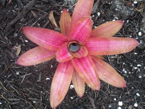 Martin Bromeliad