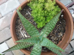 Extreme Low Maintenance Container  Soap Aloe and Sedum