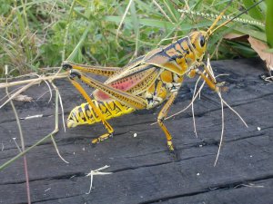 Lubber on a Cross Tie