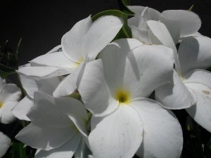 Bridal Bouquet Plumeria