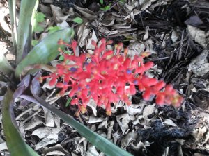 Miniata Bromeliad flowers