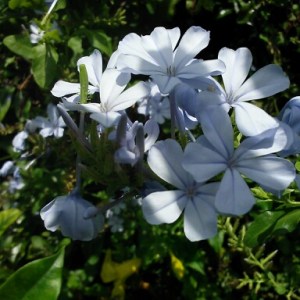Blue Plumbago