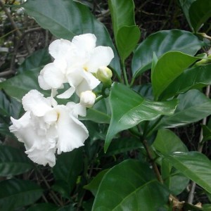 Florida Gardenia