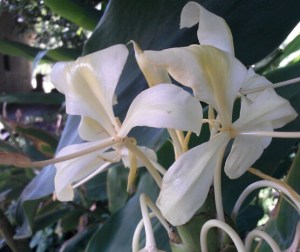 Yellow Butterfly Ginger