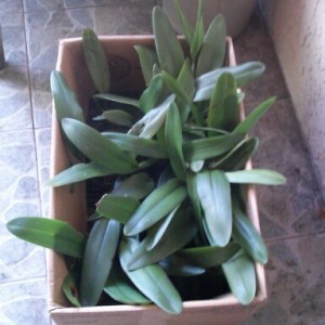 Orchids Ready for Banyan Tree