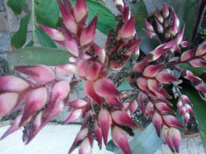 Pink Bromeliad 