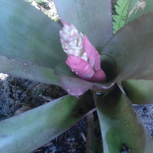 Second Generation Pink Bromeliad