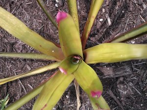 Painted Fingernail Bromeliad