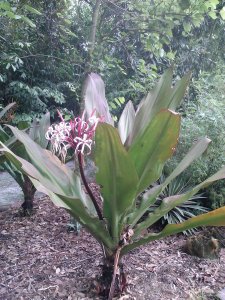 'Queen Emma' Crinum