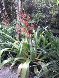 Blanchietta Aechmea Bromeliad