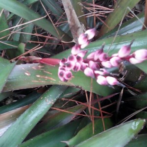 Burgundy Bromeliad 