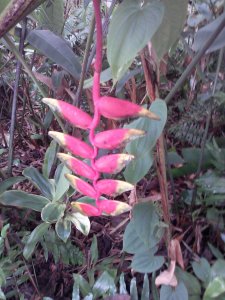 Heliconia
