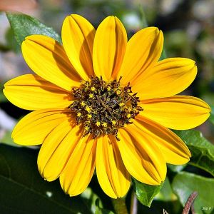 Beach Sunflower