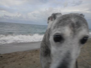 My Girl, at the beach in Summer