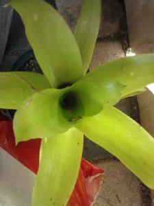 The Mysterious Green Bromeliad