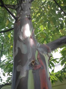 Rainbow Eucalyptus