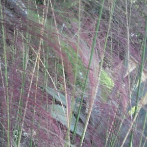 Muhly Grass
