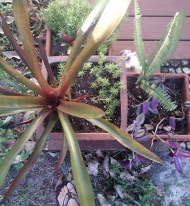 Newly planted containers