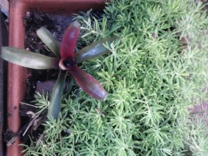 Groundcover Bromeliad and Sedum