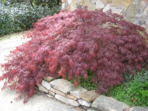 Best Red Dissectum Maple