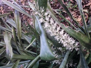 Mother In Laws Tongue Flower