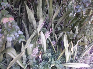 The Mass of Mother In Law Tongues