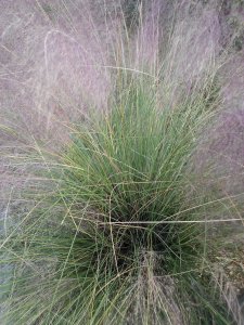 Muhly Grass