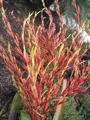 Blanchetiana Bromeliad