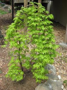 Ryusen Japanese Maple