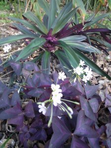 Purple Oxalis in Floridian mode with Oyster Plants