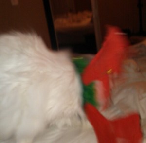 Cat not even wearing headgear