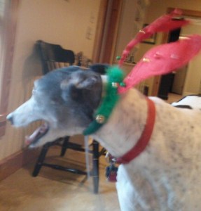 Charles not enjoying headgear