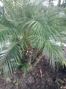 Pygmy Date Palm Phoenix roebellini