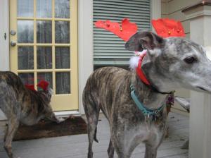 Is there a treat in the house?