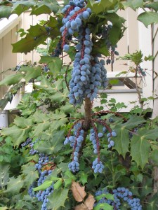 Fruit of the Mahonia bealei