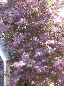 Burgundy Loropetalum in Atlanta