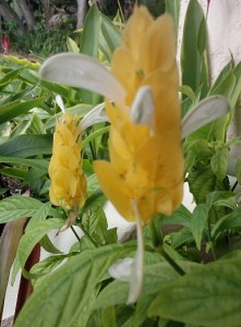 Shrimp Plant Pachystachys lutea