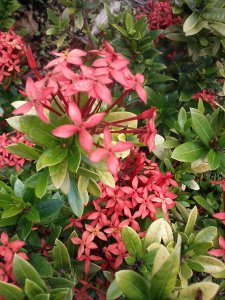 Dwarf Red Ixora Ixora taiwanensis