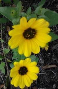 Dune Sunflower Helianthus debilis