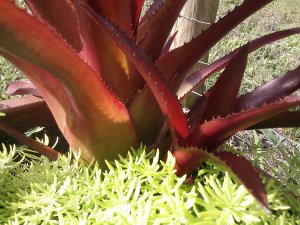 Burgundy Aechmea Bromeliad