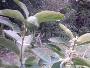 Persian Lime in fruit and flower